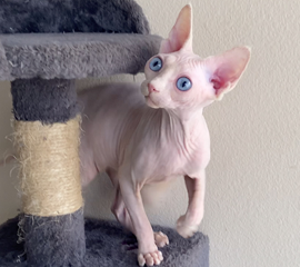 White Female Blue Eyes Sphynx Kitten