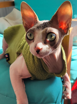 Gus- Adorable Sphynx Kitten