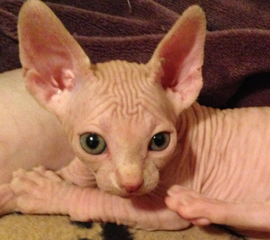 orange sphynx cat