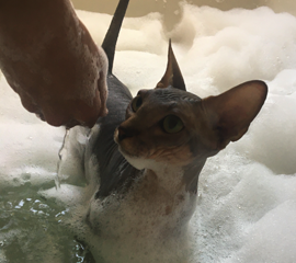 Tabby Female Sphynx Kitten Bath