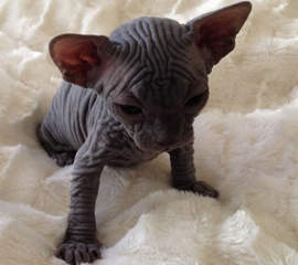 Black Male Sphynx Kitten