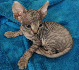 Black (Brown) Tabby Sphynx Kitten, Kittens for Sale 