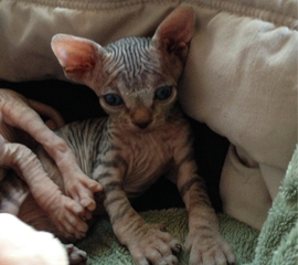 Adorable Black (Brown) Tabby Male Sphynx Kitten, Kittens for Sale