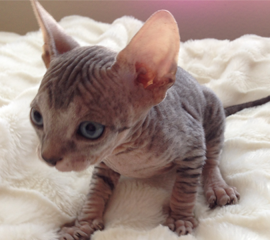 Tabby Male Sphynx Kitten