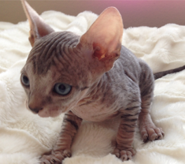 Sphynx Kittens and Cats for sale TICA Indigo Sphynx Cat Breeder