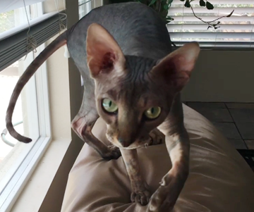 Black (Brown) Tabby Male Sphynx