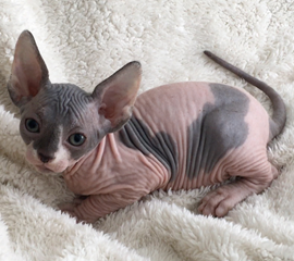 Adorable Male Bi-Color Sphynx Kitten