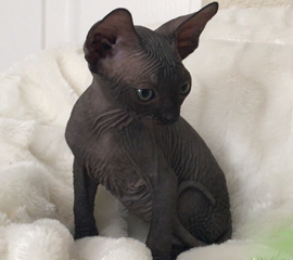 Black Male Sphynx Kitten