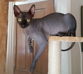 Bijou-Boy Past Kitten