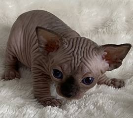 Seal Point Female Sphynx Kitten