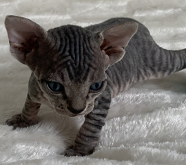 Black Tabby Male Sphynx Kitten