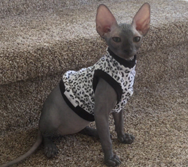 Sphynx Kitten in outfit