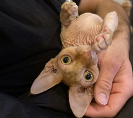 Red Female Sphynx Kitten