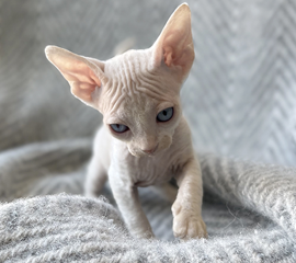 White Female Kitten