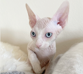 Adorable White Male Sphynx Kitten