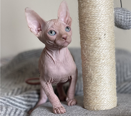 Cream Male Sphynx Kitten