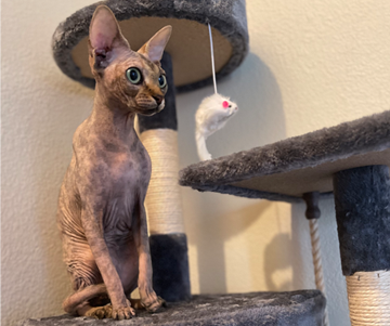 Patched Tabby Sphynx Female Bennie