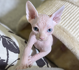 Odd Eyed Female Sphynx Kitten