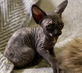 Black Tortie Female Sphynx Kitten