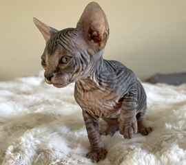 Black Brown Tabby Female Sphynx Kitten
