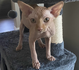 Red Male Sphynx Kitten