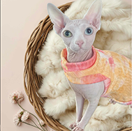 White Odd Eyed Sphynx Tink outfit 2