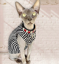 Blue Male Sphynx Outfit