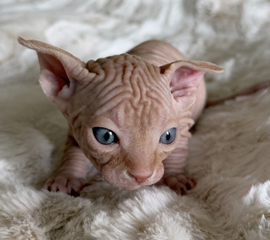 Red Male Sphynx Kitten