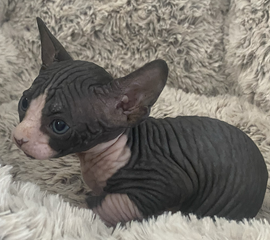 Black & White Female Sphynx Kitten