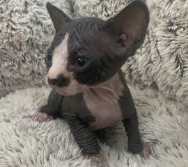 Black & White Male Sphynx Kitten 2