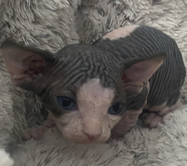 Black & White Male Sphynx Kitten