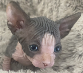 Blue & White Female Sphynx Kitten