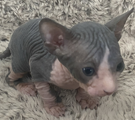 Blue & White Male Sphynx Kitten