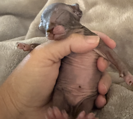 New Born Sphynx Baby