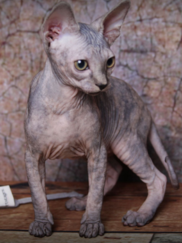 Adorable Female Sphynx Kitten With Green Eyes