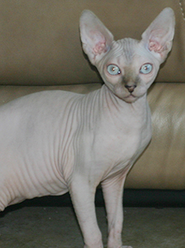 Adorable Female Sphynx Kitten Ready To Go