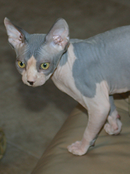 Adorable Sphynx Kitten Ready To Go