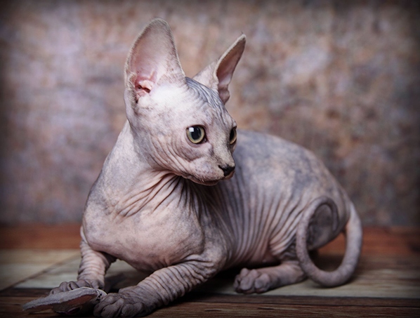 Sphynx Kittens and Cats for sale TICA Indigo Sphynx Cat Breeder