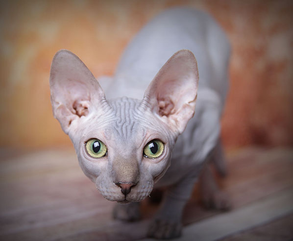 Sphynx Kittens Hairless Cat Adoption Odd Eyed Sphynx San Diego Ca