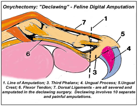 Declawing Diagram